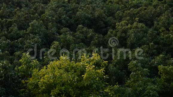 在日落或日出时种植鳄梨果树视频的预览图