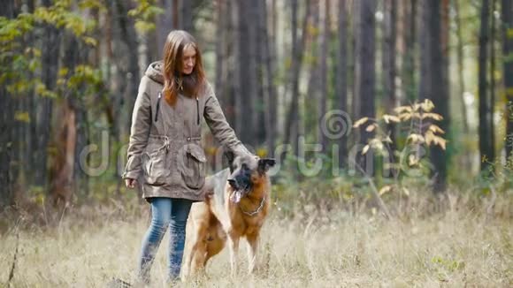 在秋天的森林里带着她的宠物德国牧羊犬狗伸出舌头视频的预览图
