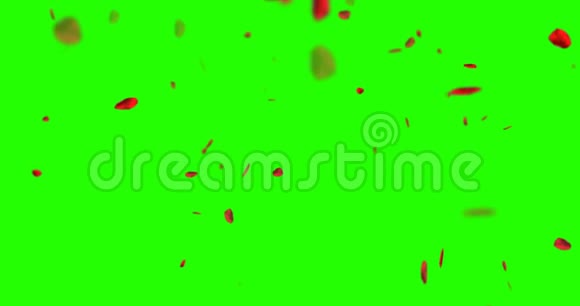 红玫瑰花瓣在彩色钥匙上飞舞绿色屏幕背景假日爱情关系和情人节视频的预览图