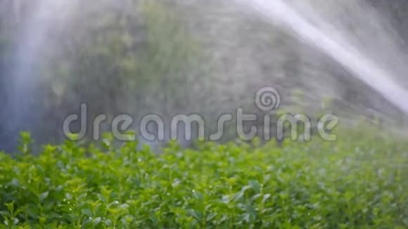 用软管浇灌花园视频的预览图