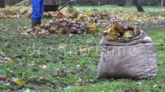 装满秋叶的袋子和模糊的工人在农场耙五颜六色的叶子4K视频的预览图