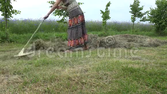 穿着漂亮衣服的女园丁在夏天耙干草干草4K视频的预览图