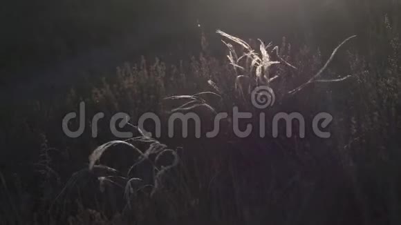 风中草原羽毛草的花朵视频的预览图