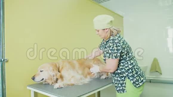 入院兽医黄金猎犬和兽医视频的预览图