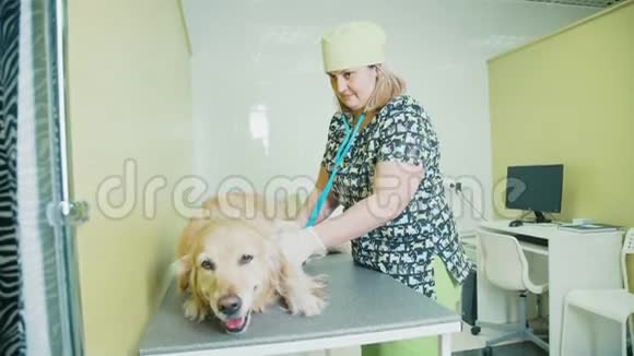女兽医骗狗用听诊器倾听视频的预览图