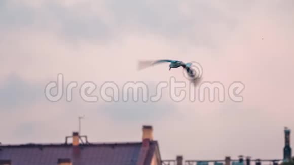 海鸥之在涅瓦河上空飞翔视频的预览图