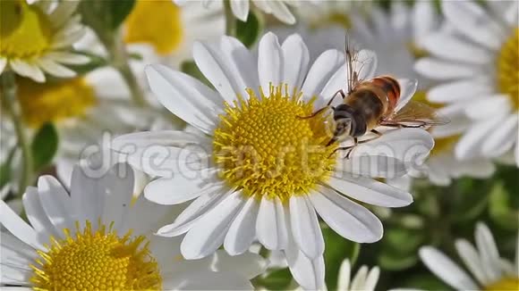 蜜蜂在阳光明媚的日子从花中采蜜视频的预览图