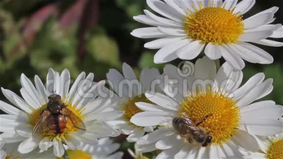 蜜蜂在阳光明媚的日子从花中采蜜视频的预览图