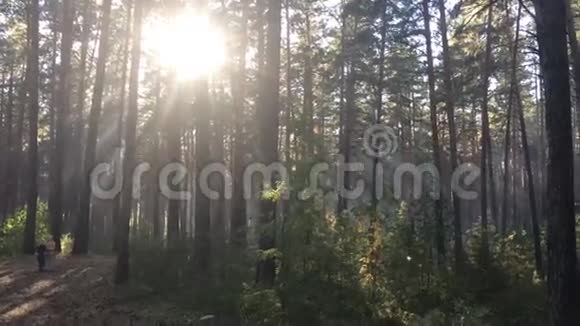 阳光穿过松林视频的预览图