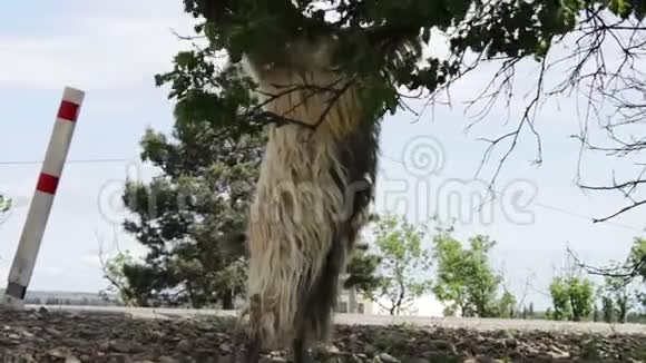 有趣的大纯种山羊有巨大的角从一棵树上嚼着树叶在离第比利斯不远的地方长了两英尺视频的预览图