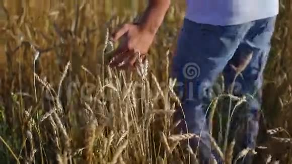 小孩的手触到麦地上的耳朵视频的预览图