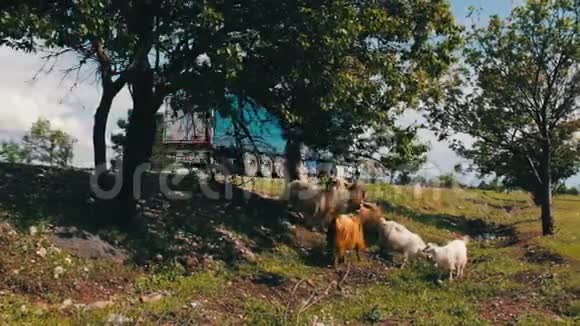 山羊吃路边树上的树叶视频的预览图