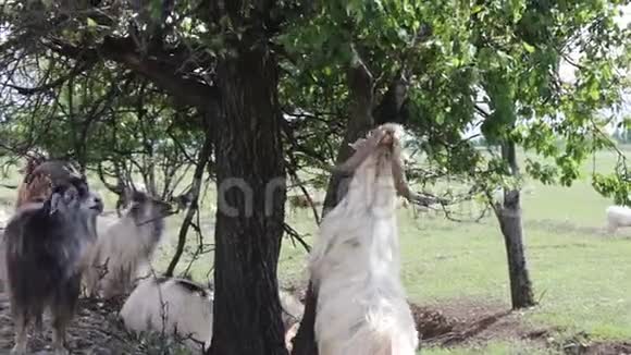 大山羊和小山羊在树旁觅食吃树叶的两条后腿很滑稽视频的预览图