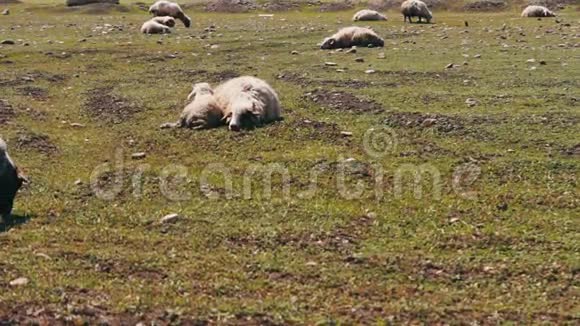 羊和一只小羊羔躺在绿色的草地上休息路过放牧的羊视频的预览图