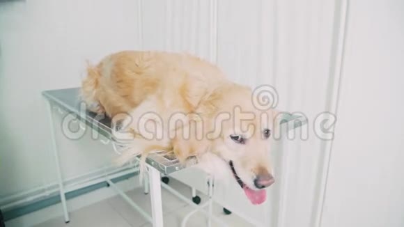 聪明的纯种狗躺在兽医医院的金属桌子上视频的预览图
