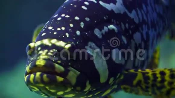 豹石斑鱼靠近视频的预览图