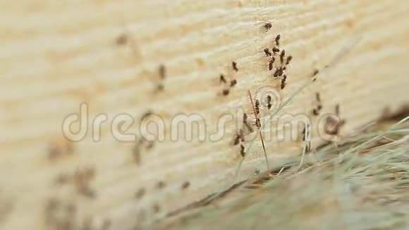 蚂蚁在切割树上奔跑视频的预览图