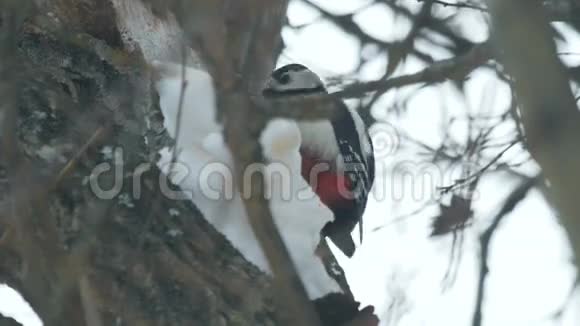 啄木鸟在树干里寻找食物视频的预览图