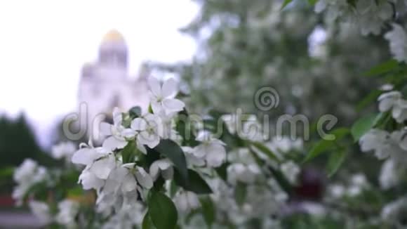 教堂背景上盛开的白樱桃库存录像樱花上盛开的美丽春天视频的预览图