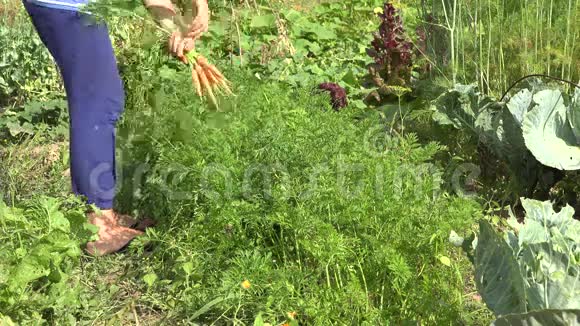 夏季时女性手在花园里采摘新鲜成熟的胡萝卜4K视频的预览图