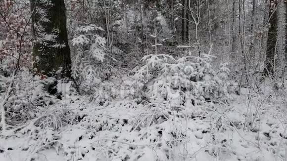 下雪时在冬天的森林里散步视频的预览图