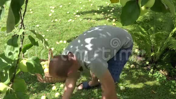 夏天人们把成熟的苹果放在果园的柳条篮子里4K视频的预览图