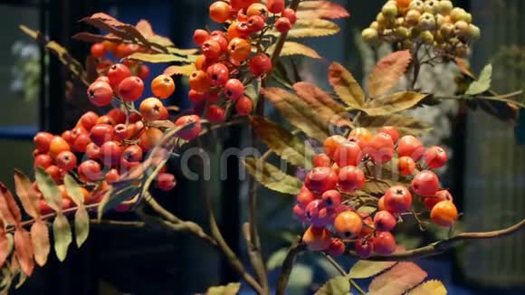 红蔓越莓自然人视频的预览图