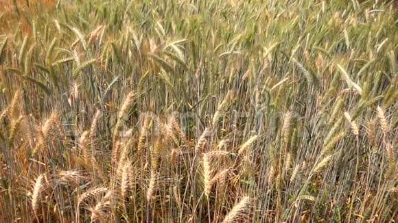 成熟的大麦在田间缓慢运动视频的预览图