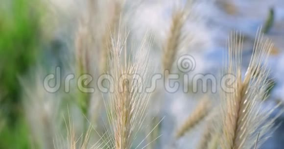 被风吹动的金色小植物视频的预览图