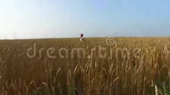 小女孩站在麦田上照相机向孩子放大小麦变黄了很快它就会开始收割了视频的预览图