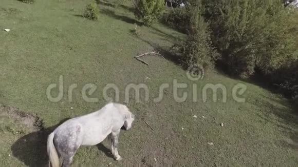 大白马在农村的大片草地上自由放牧视频的预览图