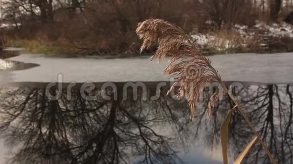 冰湖岸边的芦苇干茎视频的预览图