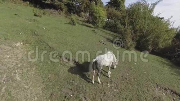 大可爱的白马在齐亚的绿色草地上自由放牧视频的预览图