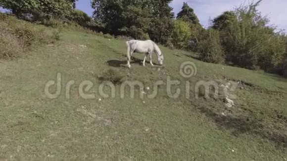 大健康的白马在山上的大片草地上自由放牧视频的预览图