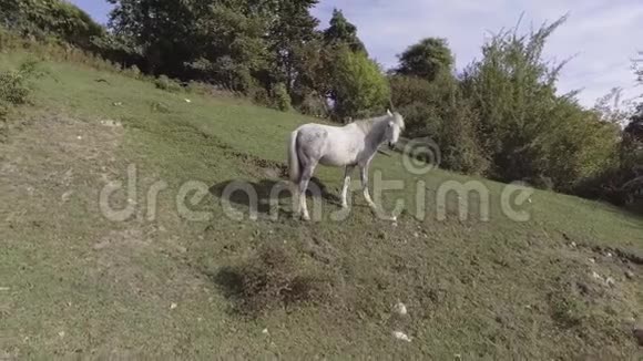 大而漂亮的白马在大片绿草如茵的山坡牧场上自由地放牧视频的预览图