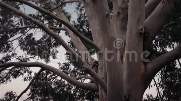 暴风雨中的澳大利亚桉树视频的预览图