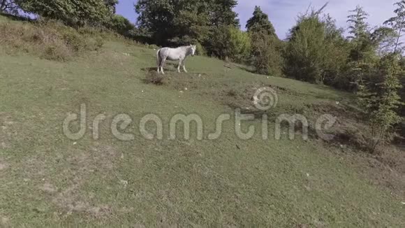 大而惊人的白马在山上绿草如茵的大牧场上自由放牧视频的预览图