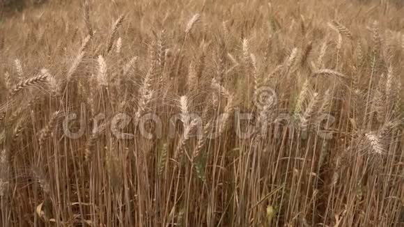 成熟的大麦在田间缓慢运动视频的预览图