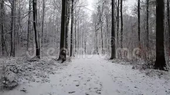 下雪时在冬天的森林里散步视频的预览图