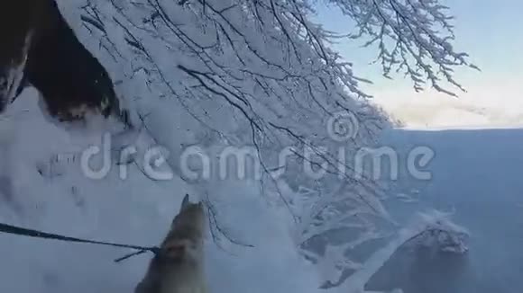 冬天森林里冰湖附近的白雪覆盖的桥上跑着惊人的哈士奇视频的预览图