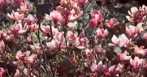 春天花园里的木兰树随风而动视频的预览图