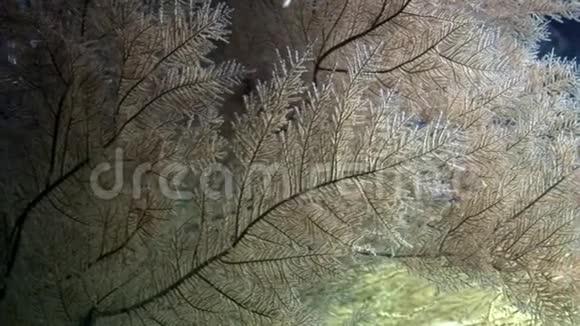 加拉帕戈斯海底的海洋植物视频的预览图