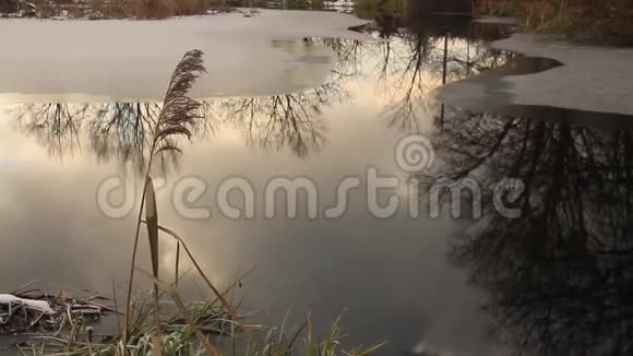 冰湖岸边的芦苇干茎视频的预览图