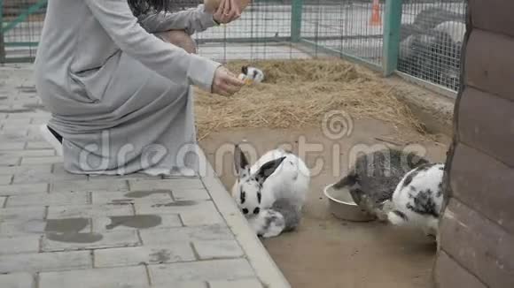女人给兔子送食物视频的预览图