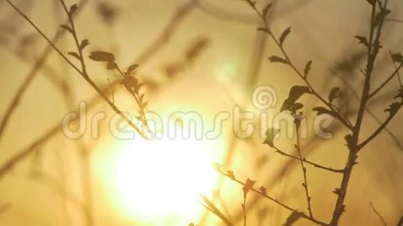 干燥的树枝上有白色的背景日落时的树枝自然景观特写阳光生活方式视频的预览图