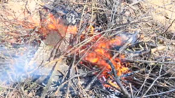 在森林里开火自然灾害视频的预览图