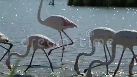 一群4K的粉红色火烈鸟视频的预览图