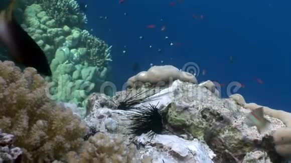 鱼在水下吃死掉的黑海海胆棘蓟视频的预览图