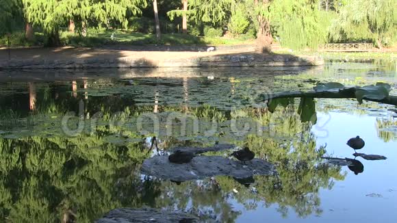 鸭子下午晚些时候在澳大利亚布里斯班的一个公共花园里的一个水潭里休息视频的预览图