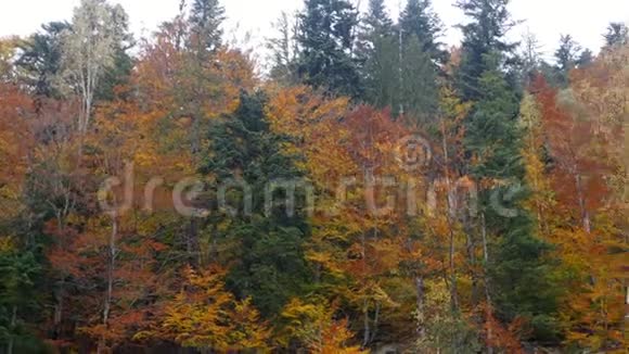 树上长满了黄色和猩红色的叶子上面落着夕阳的暖光高高地落在山上视频的预览图